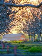 Becoming a solitary 