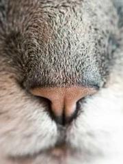 A Spicy Wife from th