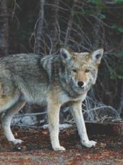 lt;Gingerly, Shen Qi