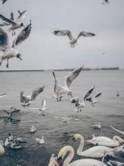 The Beloved Physicia