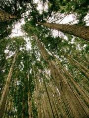 lt;lt;Know Green, Do