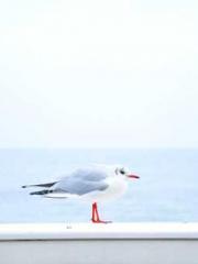 lt;lt;lt;Reborn Soar