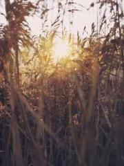 RONG Zhaonan NING Yu