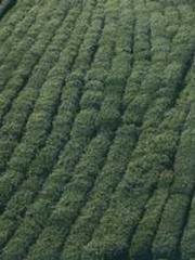 Fast Travel: The Vil